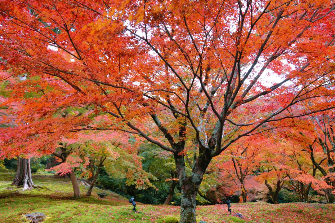 Kyoto Autumn Leaves | How Breathtakingly Beautiful Is the Maple Season? - Photo 45