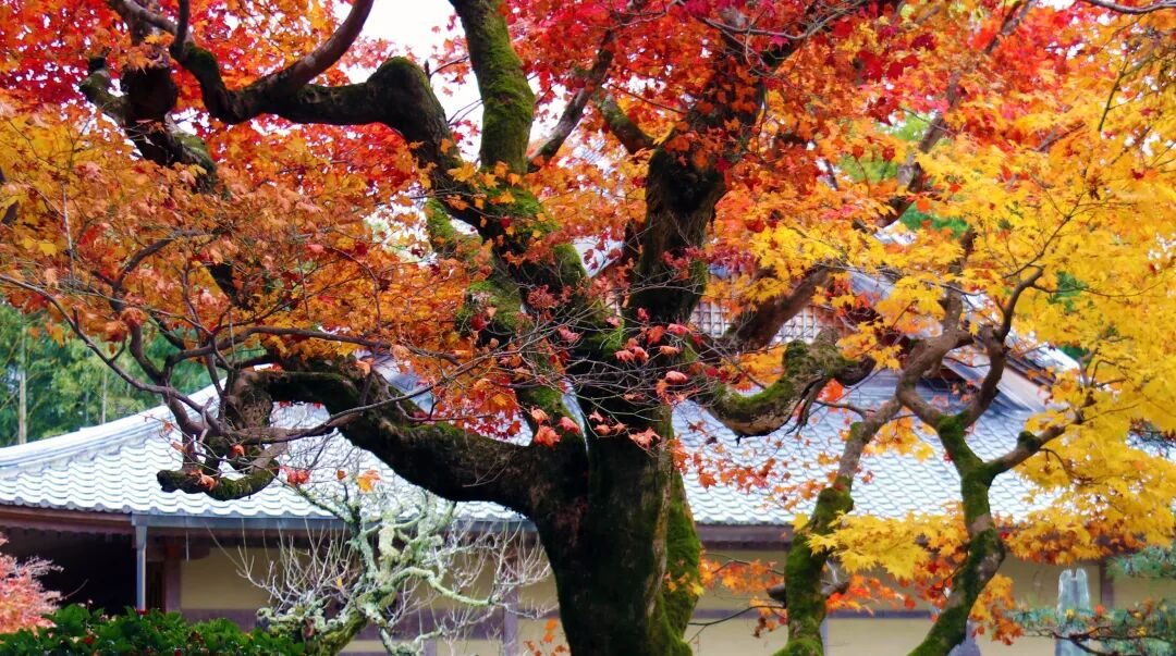 Kyoto Autumn Leaves | How Breathtakingly Beautiful Is the Maple Season? - Photo 7